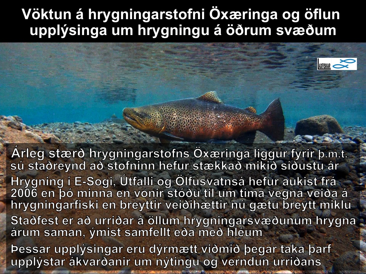 15_thingvallaurridi_vatn_rannsoknir_nidurstodur_daemi_ii_research_results_brown_trout-copyright-johannes_s_laxfiskar.is