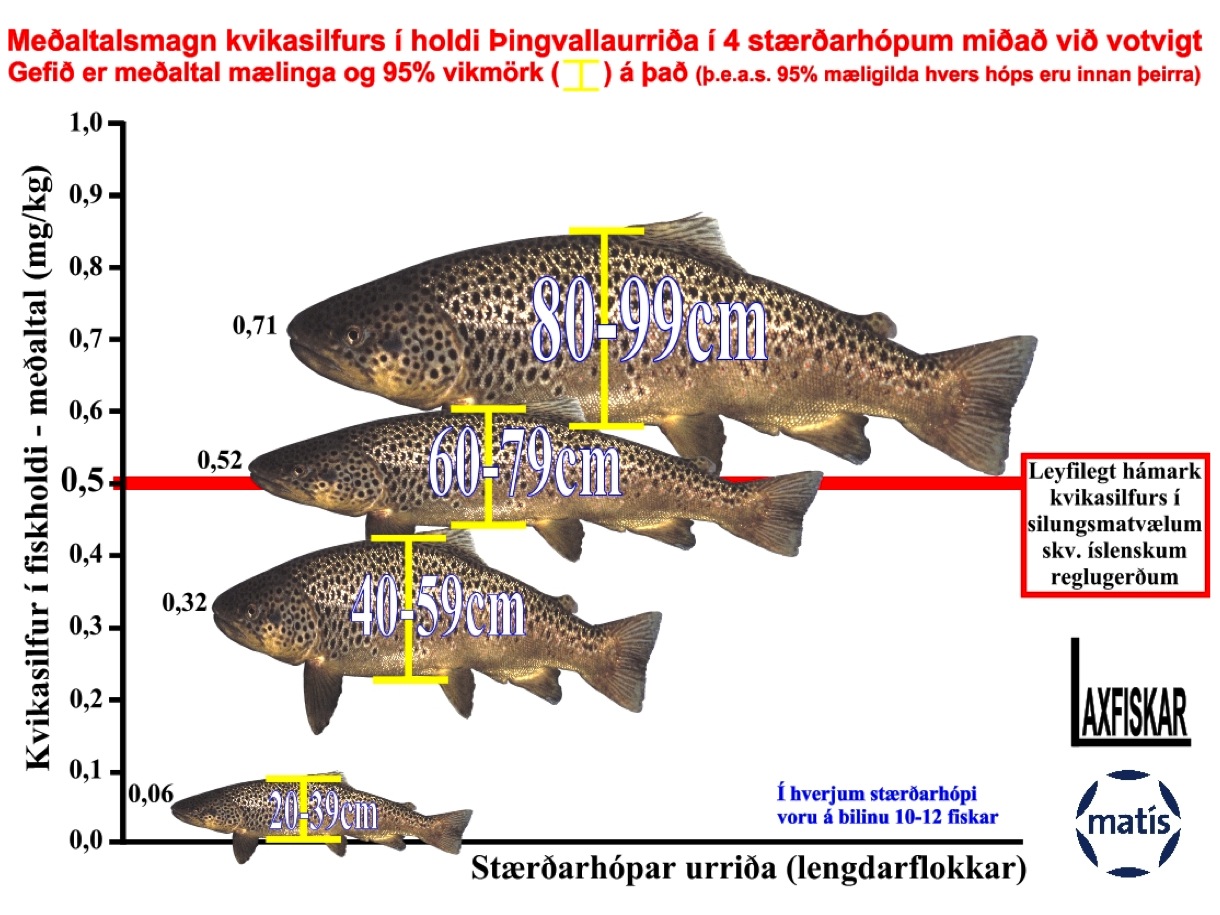 4_thingvallaurridi_kvikasilfur_lifmognun_thingvallavatn_manneldisreglur_mercury_biomagnification_brown_trout-laxfiskar.is
