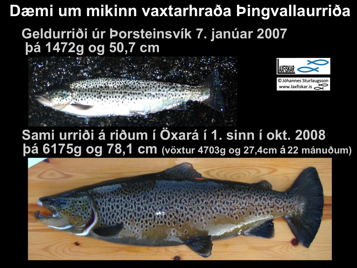 6_thingvallaurridi_voxtur_2_ar_oxara_thingvallavatn_research_body_growth_brown_trout-copyright-johannes_s_laxfiskar.is