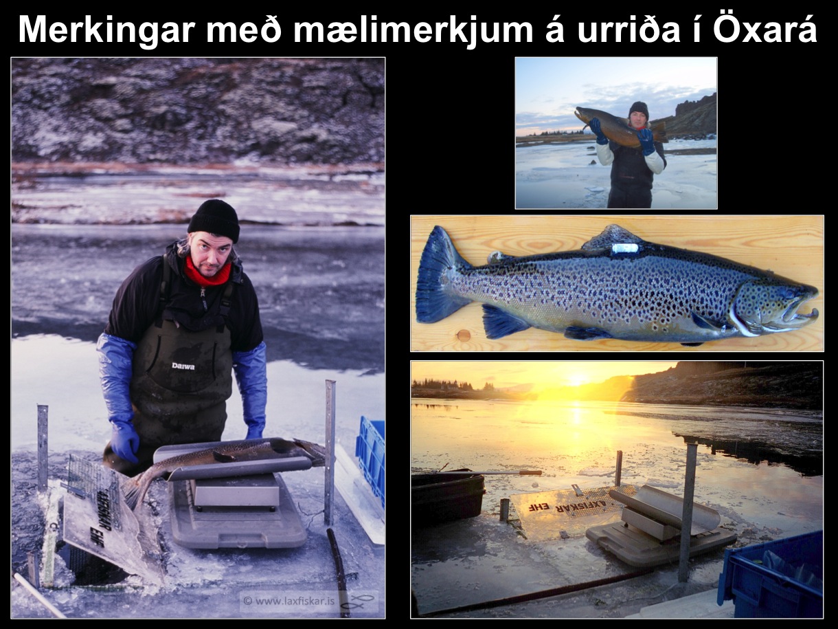13_thingvallaurridi_rannsoknir_mlimerki_oxara_is_thingvallavatn_dst_study_tagging_brown_trout-copyright-laxfiskar.is