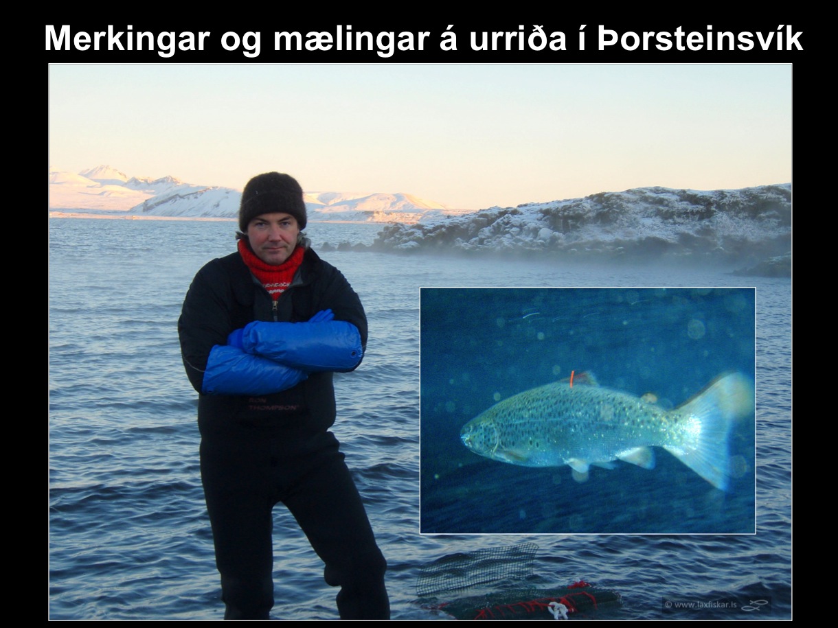 23_thingvallaurridi_rannsoknir_merkingar_thorsteinsvik_thingvallavatn_research_study_tagging_brown_trout-copyright-laxfiskar.is