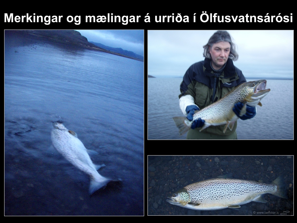 25_thingvallaurridi_rannsoknir_merkingar_olfusvatnsa_thingvallavatn_research_study_tagging_brown_trout-copyright-laxfiskar.is