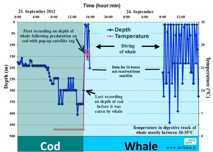 Cod with satellite tag eaten by whale www.laxfiskar.is