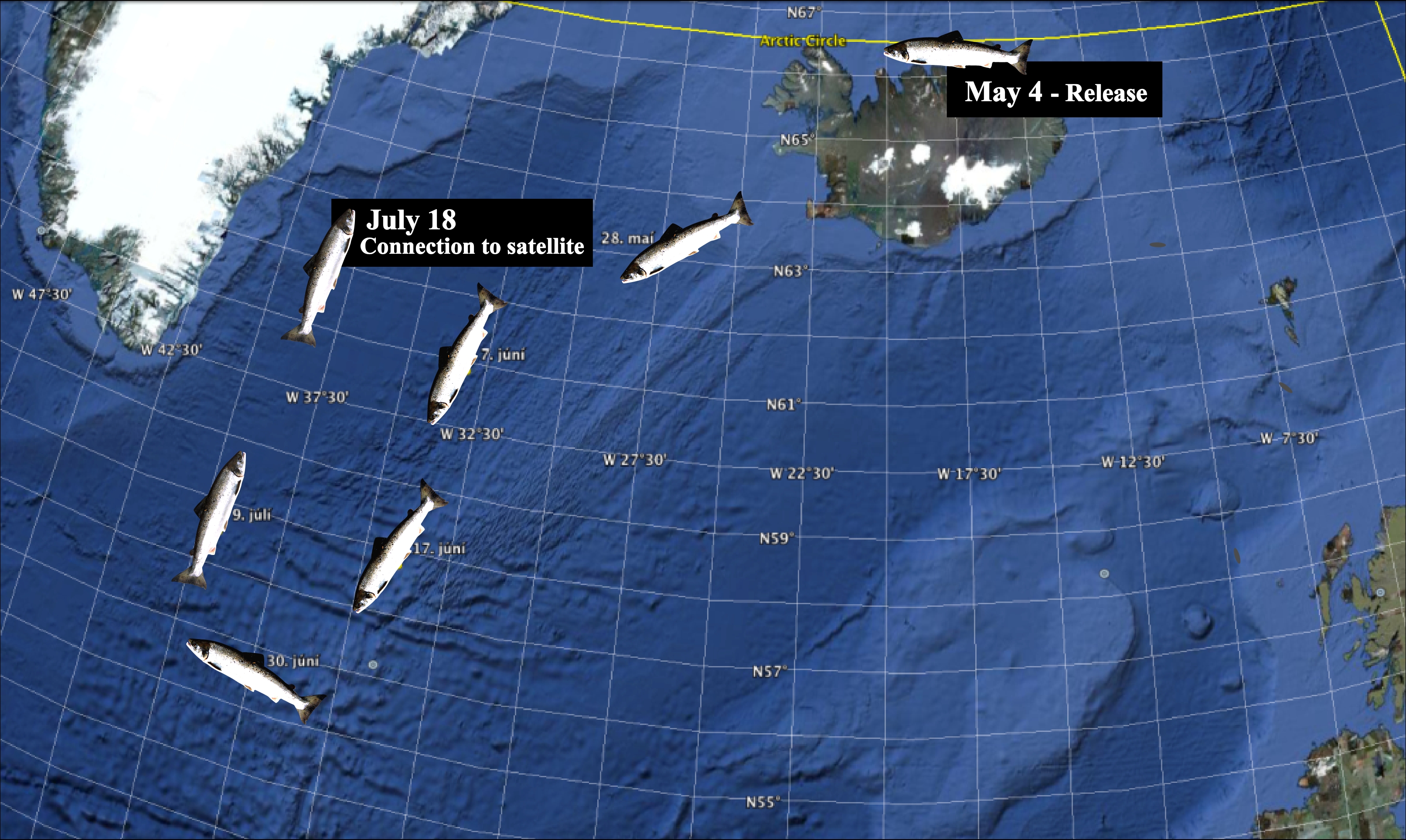 atlantic_salmon_from_laxa_iceland-migration_route_from_po-up_satellite_ tag_data-laxfiskar-johannes_sturlaugsson