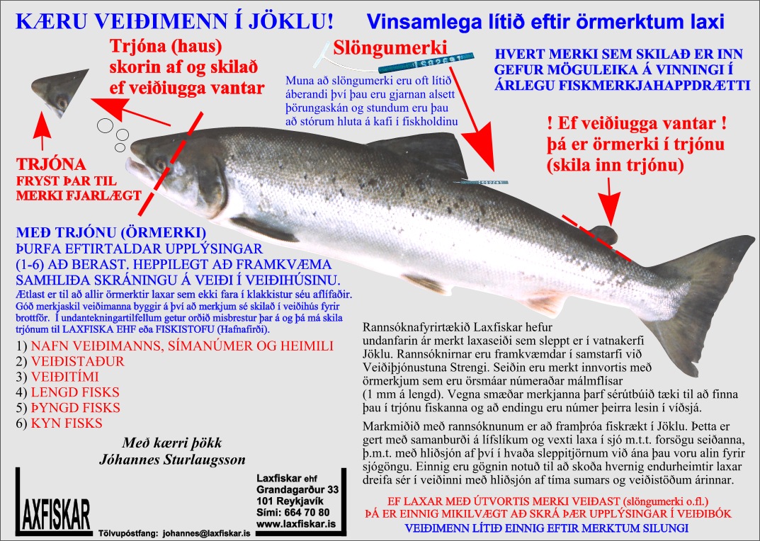 Lax-Jokla-Laxa-Fossa-Fogruhlidara-Kalda-Hnella-Fiskmerki-Ormerki-Laxfiskar-ehf-Salmon-microtags-cwt