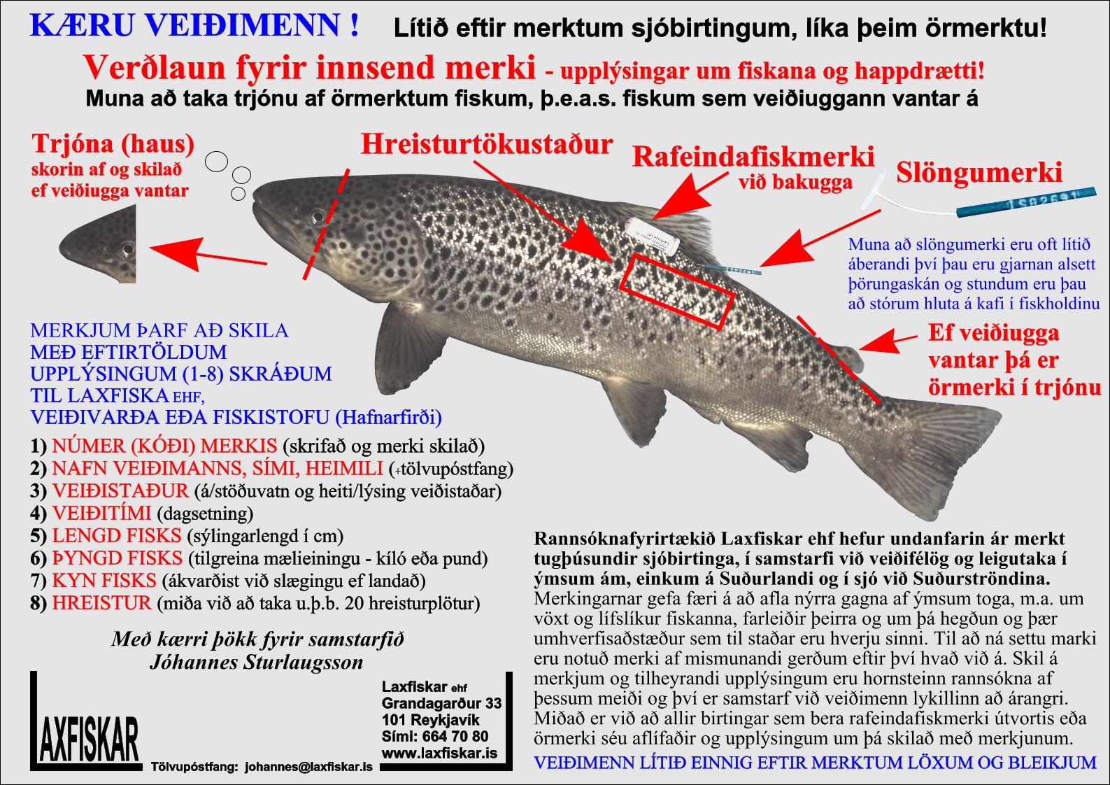 Sjobirtingur-Fiskmerki-Laxfiskar-ehf-sea-trout-salmo-trutta-fish-tags