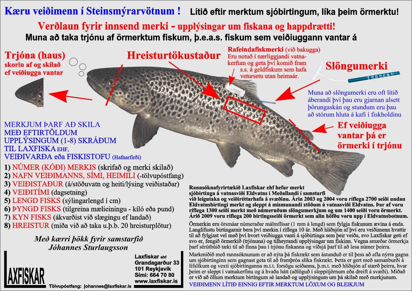 Sjobirtingur-Steinsmyrarvotn-Fiskmerki-Laxfiskar-ehf-sea-trout-salmo-trutta-fish-tags
