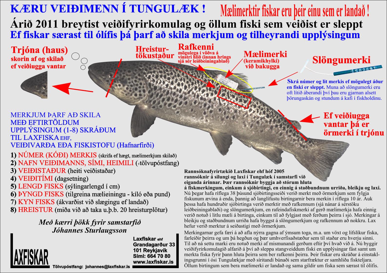 Sjobirtingur-Tungulaekur-Fiskmerki-Laxfiskar-ehf-sea-trout-salmo-trutta-fish-tags