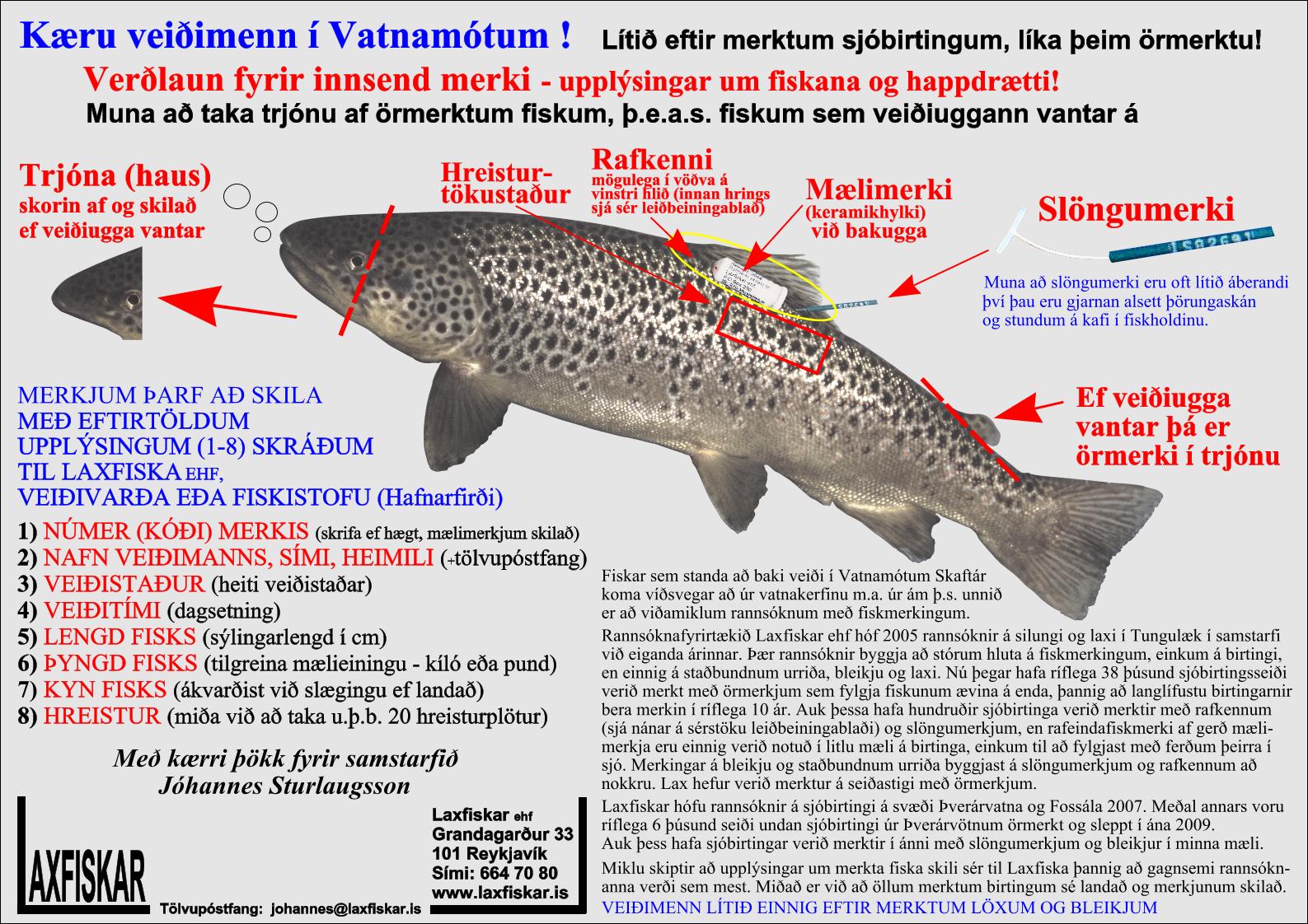 Sjobirtingur-Vatnamotin-Skafta-Fiskmerki-Laxfiskar-ehf-sea-trout-salmo-trutta-fish-tags