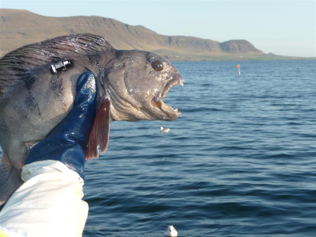 Steinbitur_HSM_Hvalfirdi_Wolffish_Copyright_Erlendur_Geirdal_Laxfiskar-2010