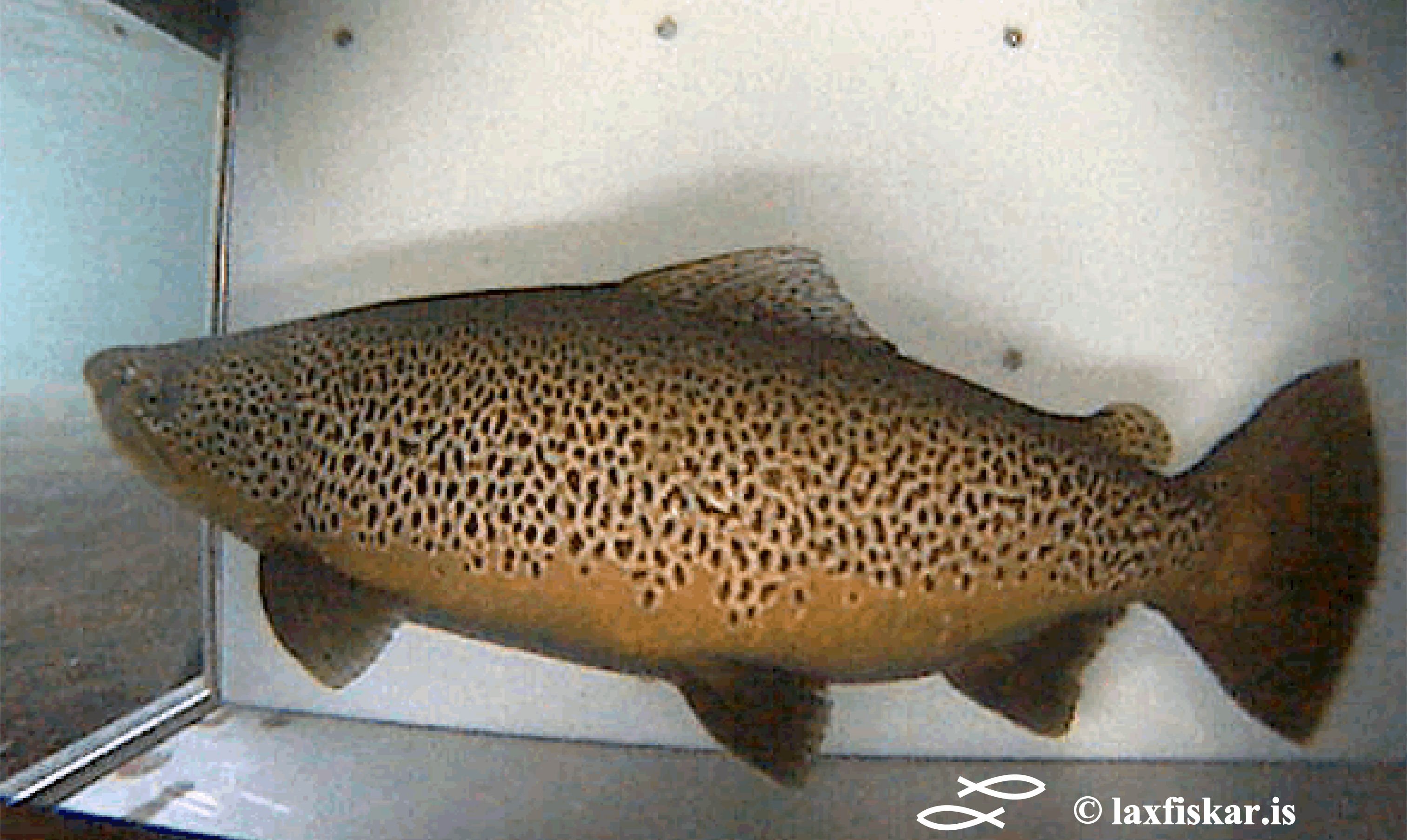 urridahaengur-teljari-oxara-brown-trout.salmo-trutta.copyright-laxfiskar.is