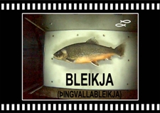 Bleikja-Arctic-Charr-Oxara-Thingvallavatn-Copyright-Laxfiskar.is-225x169