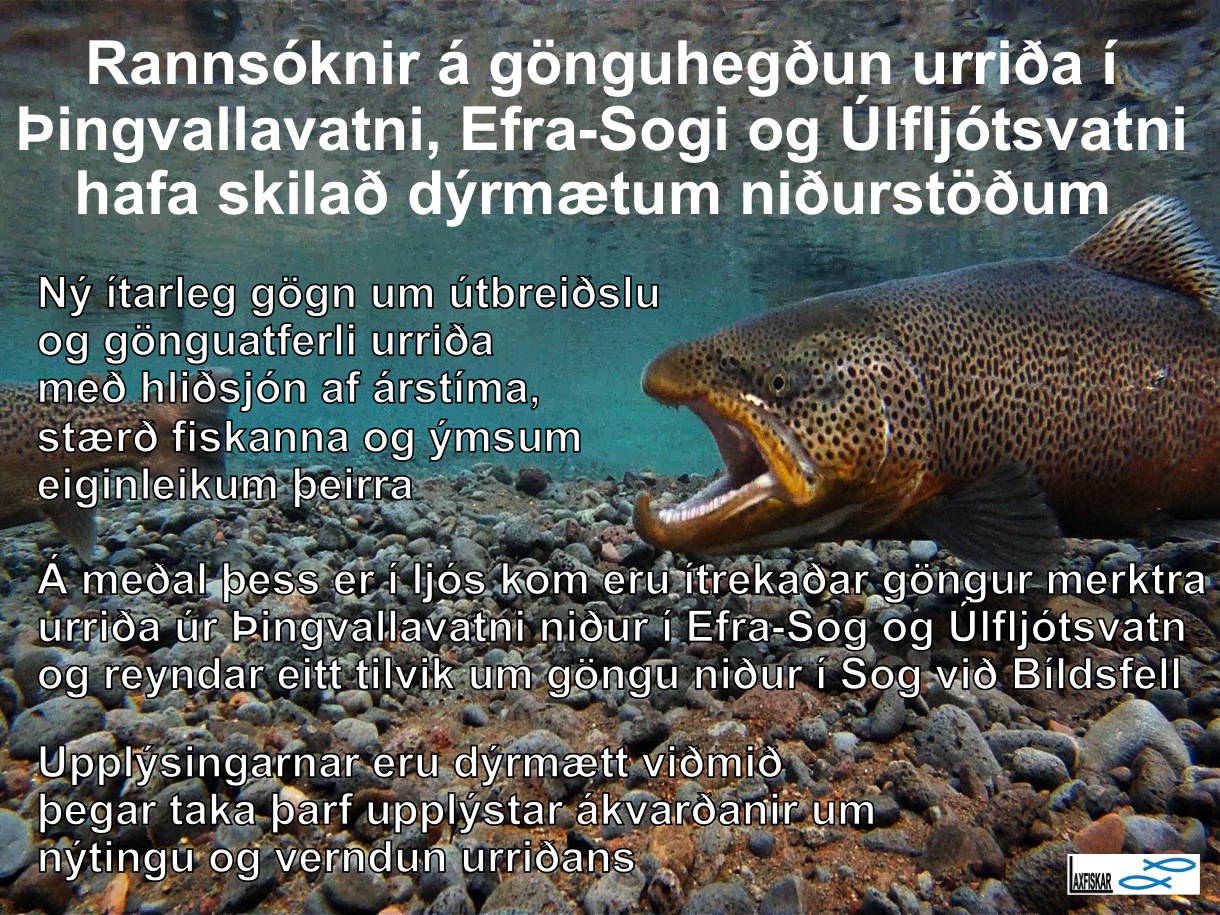 14_thingvallaurridi_vatn_rannsoknir_nidurstodur_daemi_i_research_results_brown_trout-copyright-johannes_s_laxfiskar.is