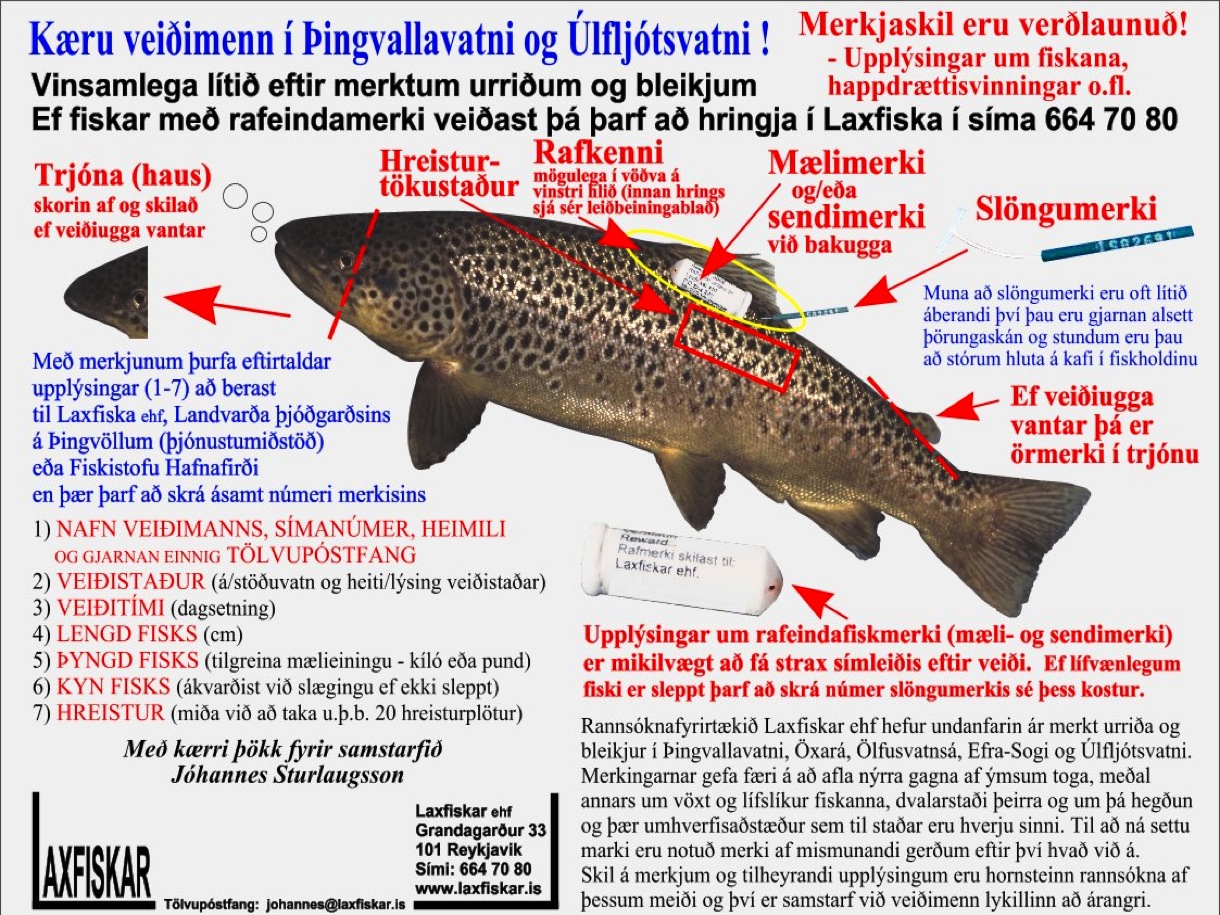 1_thingvallaurridi_fiskmerki_raf_maeli_hljod_slongu_merki_thingvallavatn_fish_tag-brown_trout-copyright_laxfiskar.is
