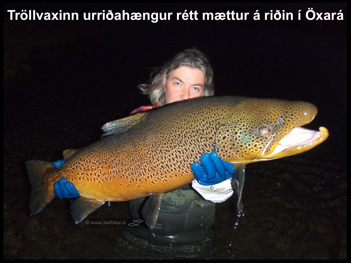 5_thingvallaurridi_stor_isaldarurridi_oxara_thingvallavatn_giant_record_brown_trout-johannes_sturlaugsson_laxfiskar.is