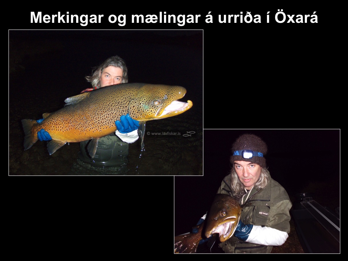 11_thingvallaurridi_rannsoknir_merkingar_oxara_thingvallavatn_research_study_tagging_brown_trout-copyright-laxfiskar.is