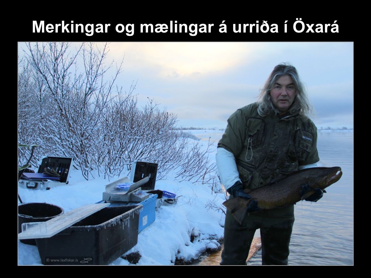 14_thingvallaurridi_rannsoknir_merkingar_oxara_is_thingvallavatn_research_study_tagging_brown_trout-copyright-laxfiskar.is