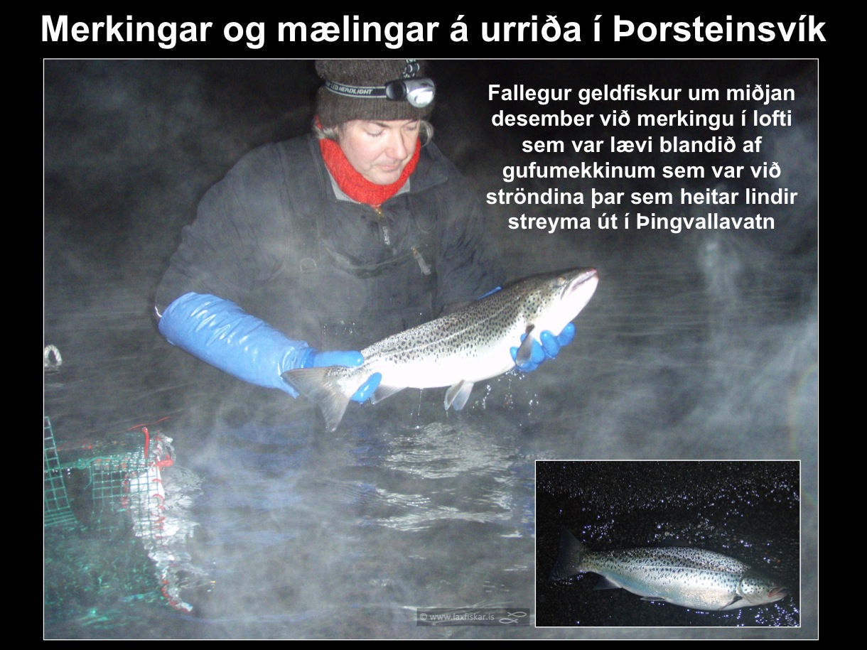 24_thingvallaurridi_rannsoknir_merkingar_thorsteinsvik_thingvallavatn_research_study_tagging_brown_trout-copyright-laxfiskar.is