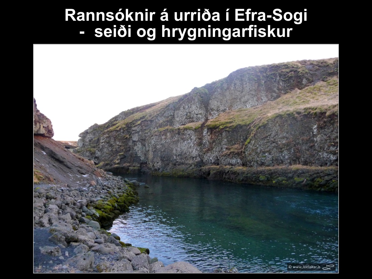 28_thingvallaurridi_rannsoknir_lake_thingvallavatn_river_efra_sog_study_area_brown_trout-copyright-laxfiskar.is