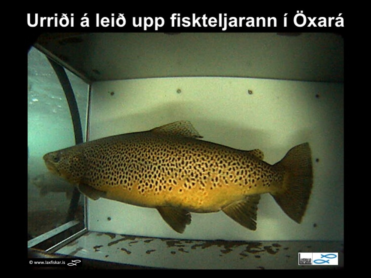 7_thingvallaurridi_rannsoknir_fiskteljari_oxara_thingvallavatn_video_fish_counter_brown_trout-copyright-laxfiskar.is