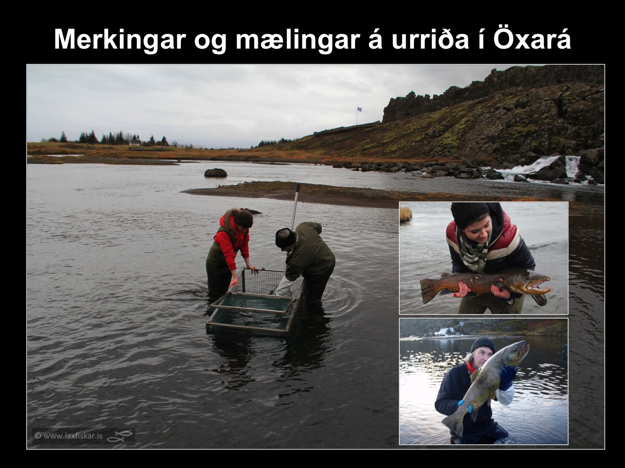 9_thingvallaurridi_rannsoknir_solrun_johannesdottir_oxara_thingvallavatn_tagging_study_brown_trout-copyright-laxfiskar.is