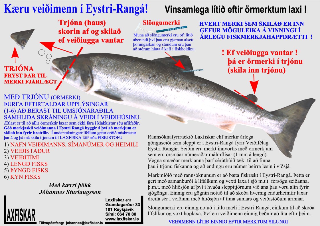 Lax-Eystri-Ranga-Fiskmerki-Ormerki-Laxfiskar-ehf-Salmon-Salmo-salar-microtag-cwt