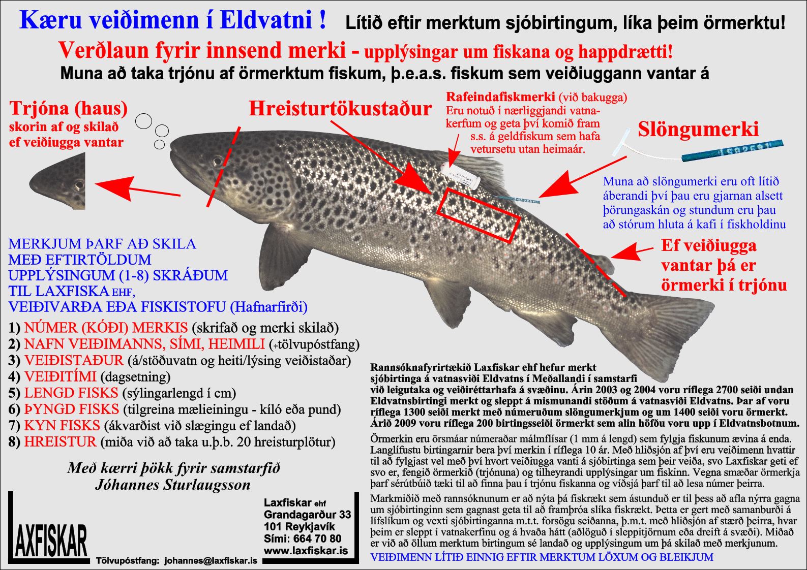 Sjobirtingur-Eldvatn-Fiskmerki-Laxfiskar-ehf-sea-trout-salmo-trutta-fish-tags