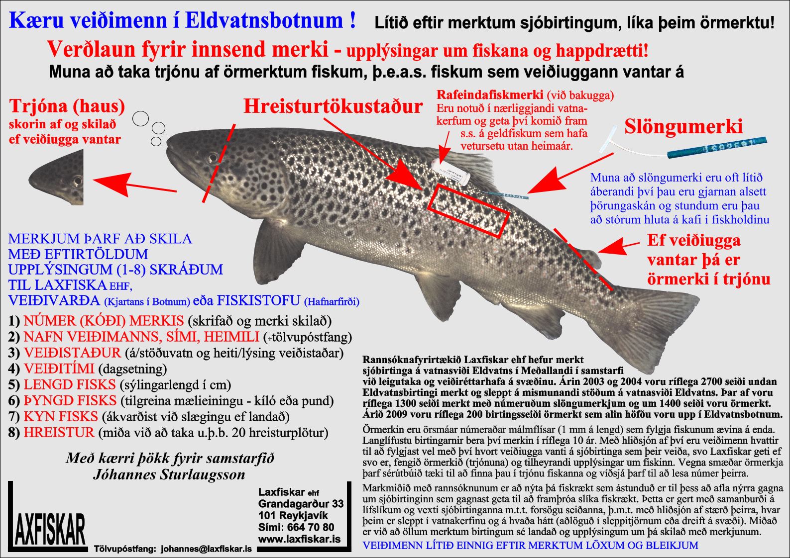Sjobirtingur-Eldvatnsbotnar-Fiskmerki-Laxfiskar-ehf-sea-trout-salmo-trutta-fish-tags