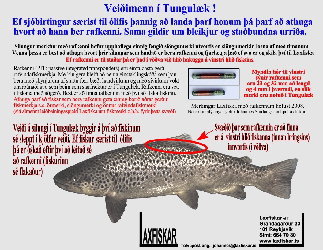 Sjobirtingur-Rafkenni-Tungulaekur-Fiskmerki-Laxfiskar-ehf-PIT-brown-trout-salmo-trutta