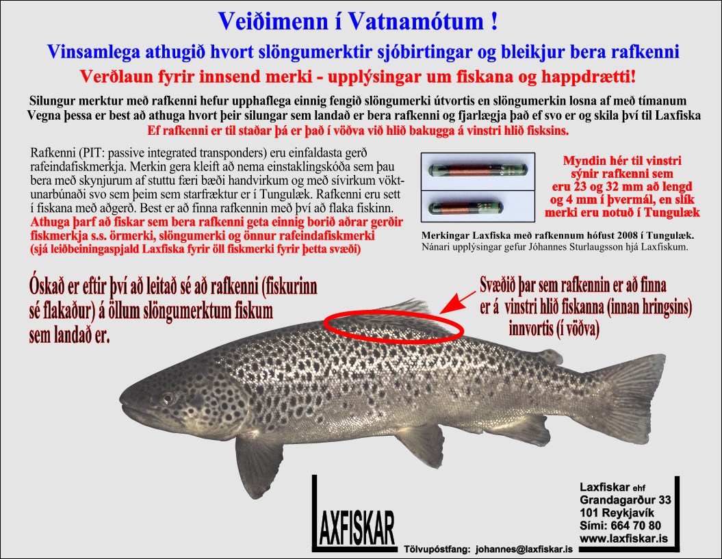 Sjobirtingur-Rafkenni-Vatnamotin-Skafta-Fiskmerki-Laxfiskar-ehf-PIT-brown-trout-salmo-trutta