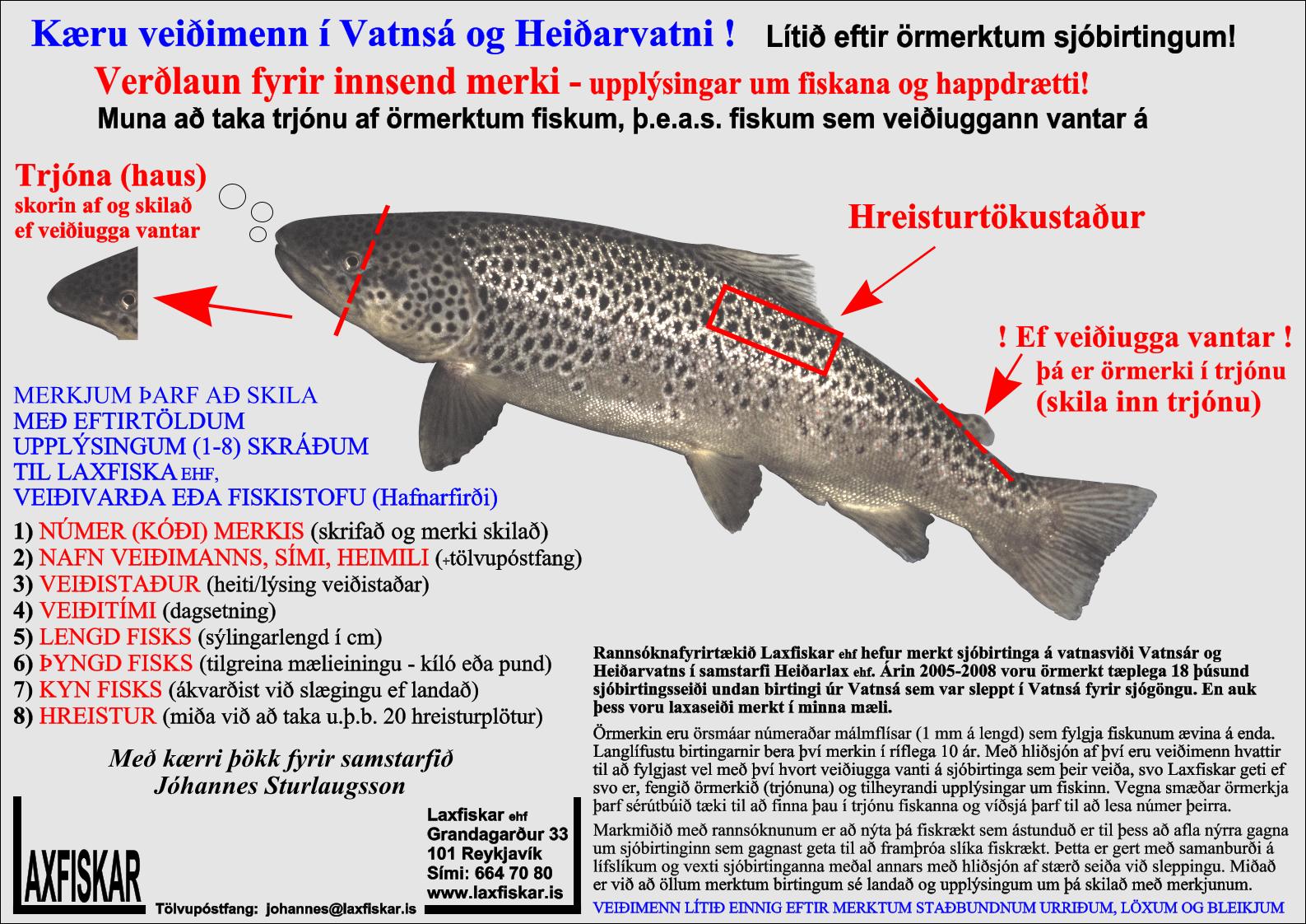 Sjobirtingur-Vatnsa-Heidarvatn-Fiskmerki-Laxfiskar-ehf-sea-trout-salmo-trutta-fish-tags