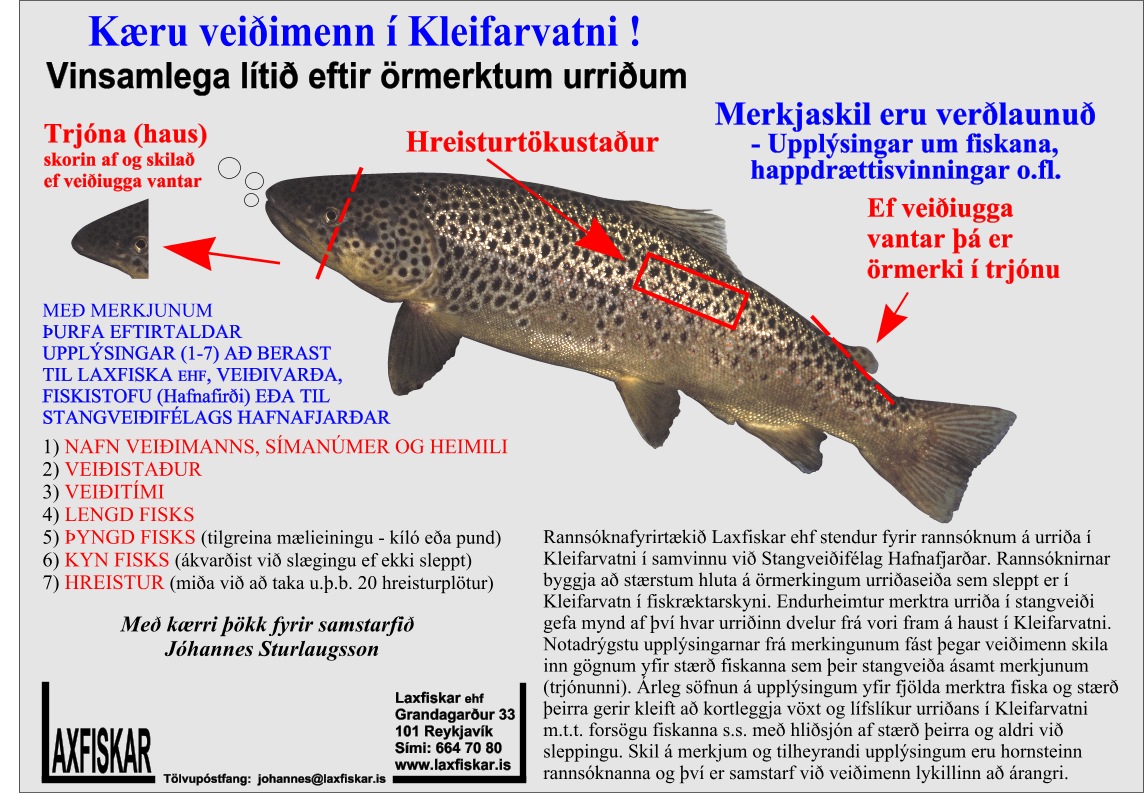 Urridi-Brown-trout-Fiskmerki-Kleifarvatn-Laxfiskar-ehf-ormerki-microtag-cwt
