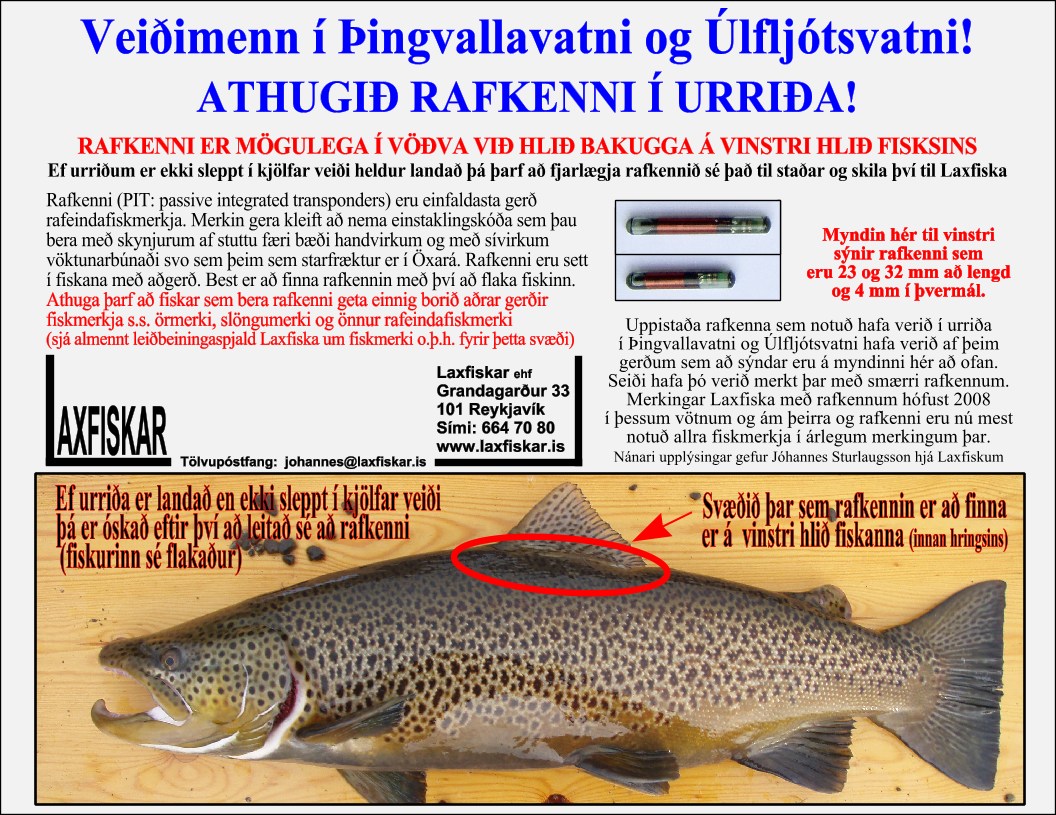Urridi-Rafkenni-Fiskmerki-PIT-brown-trout-salmo-trutta-Thingvallavatn-Ulfljotsvatn-Laxfiskar-ehf