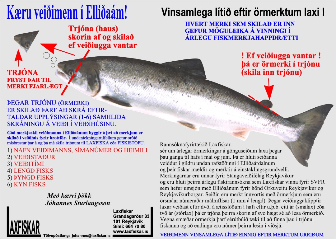 lax-ellidaar-fiskmerki-ormerki-atlantic-salmon-salmo-salar-cwt-laxfiskar