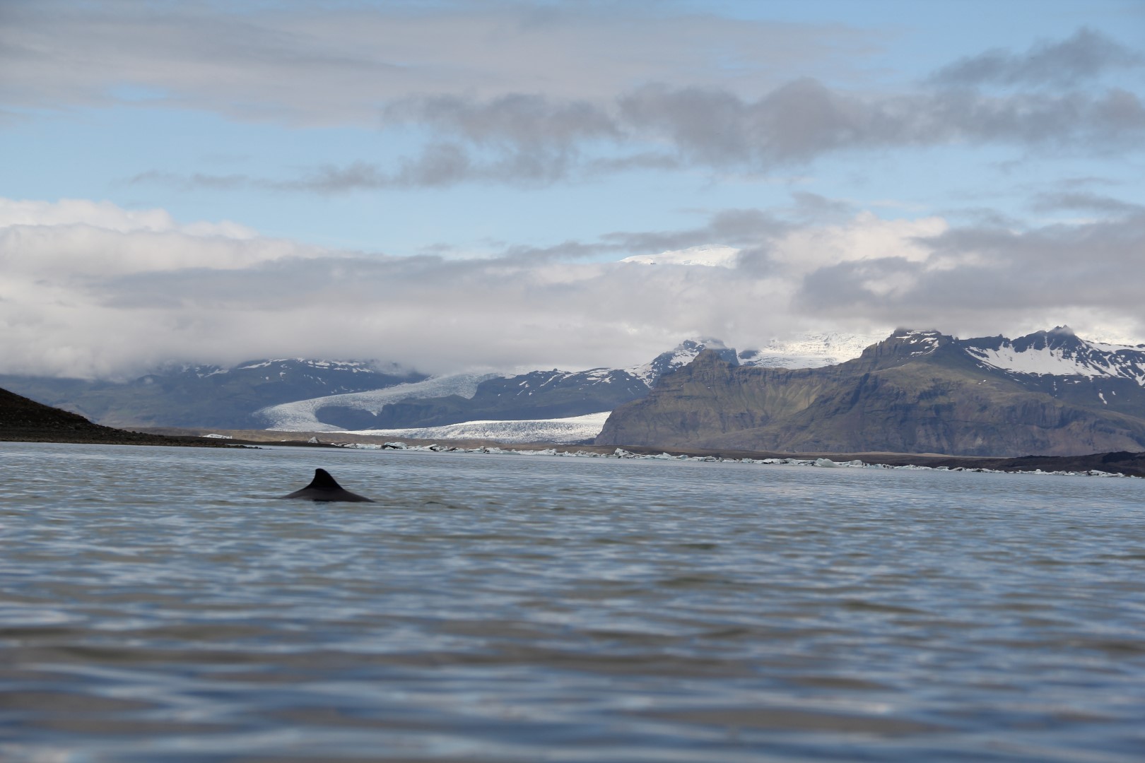 Hnisur_i_Jokulsarloni-Harbour_porpoise_Phocoena_phocoena_in_Glacier_Lagoon_Iceland-www.laxfiskar-Jun.2014-Johannes_Sturlaugsson-1web