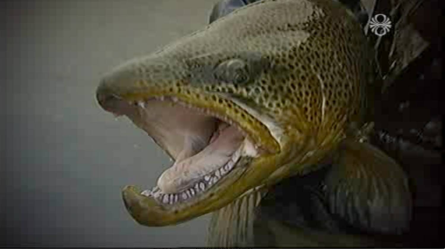 urridi-brown trout-ruv-laxfiskar.is