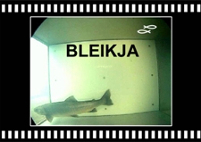 Bleikja-Arctic-Charr-Tungulaekur-Copyright-Laxfiskar.is-225x159