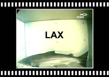 Lax-Atlantic-Salmon-Tungulaekur-Copyright-Laxfiskar.is-225x159