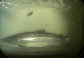 Salmon-passing-through-fishcounter-in-River-Ellidaar (Salmon and Trout Research)