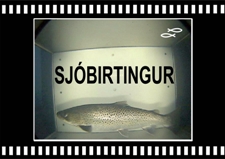 Sjobirtingur-5-Sea-Trout-Tungulaekur-Copyright-Laxfiskar.is-225x159